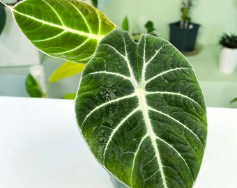 Alocasia reginula Variegated reverted (3:R14) [1226] | Rare Aroid | Exact Plant