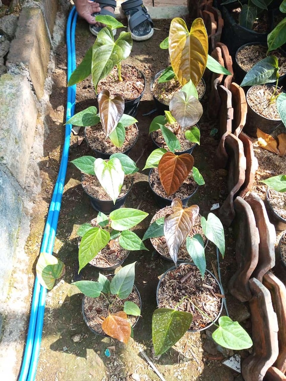 Anthurium chamberlainii Grower's Choice *In Stock*