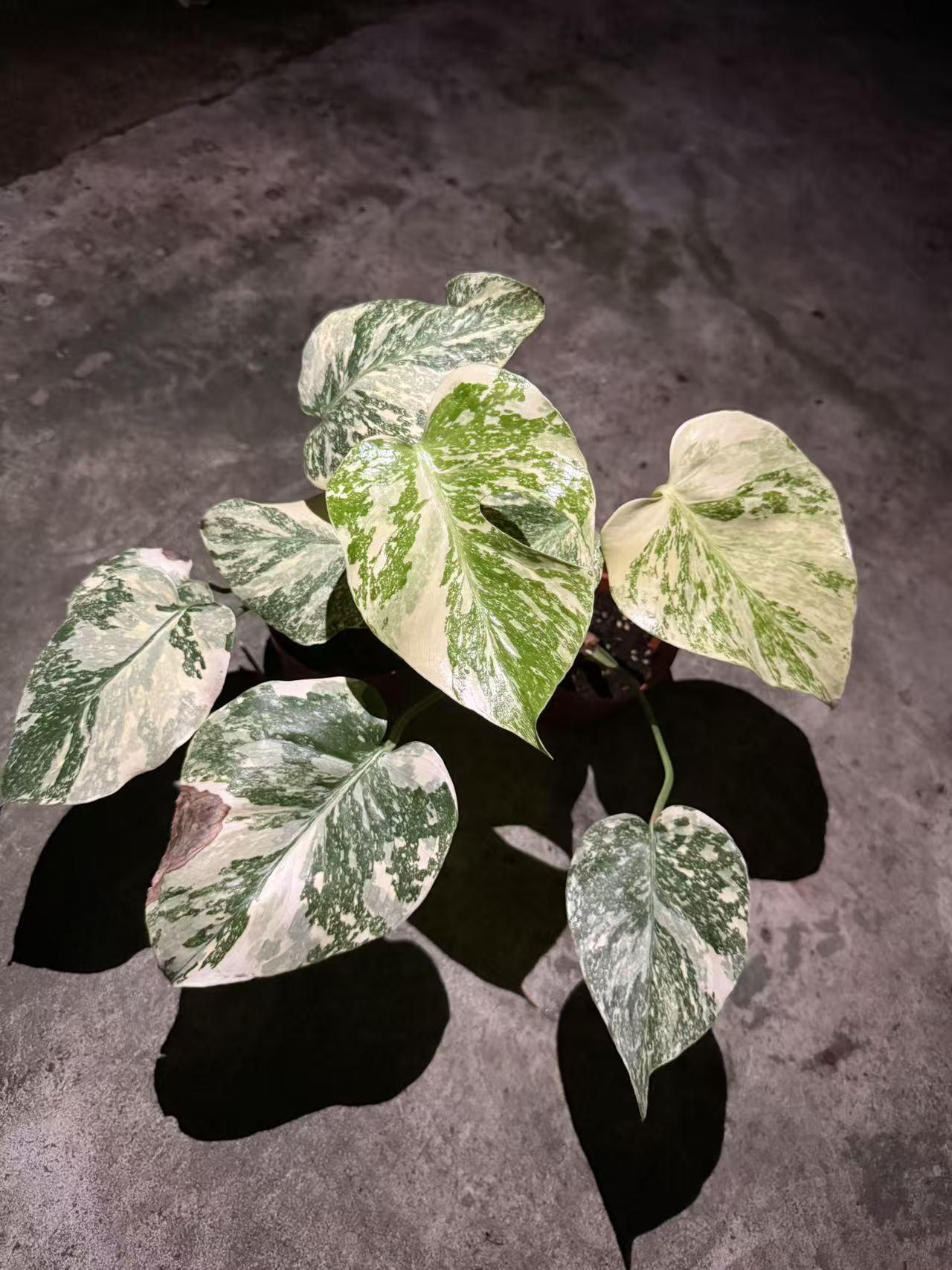 Monstera 