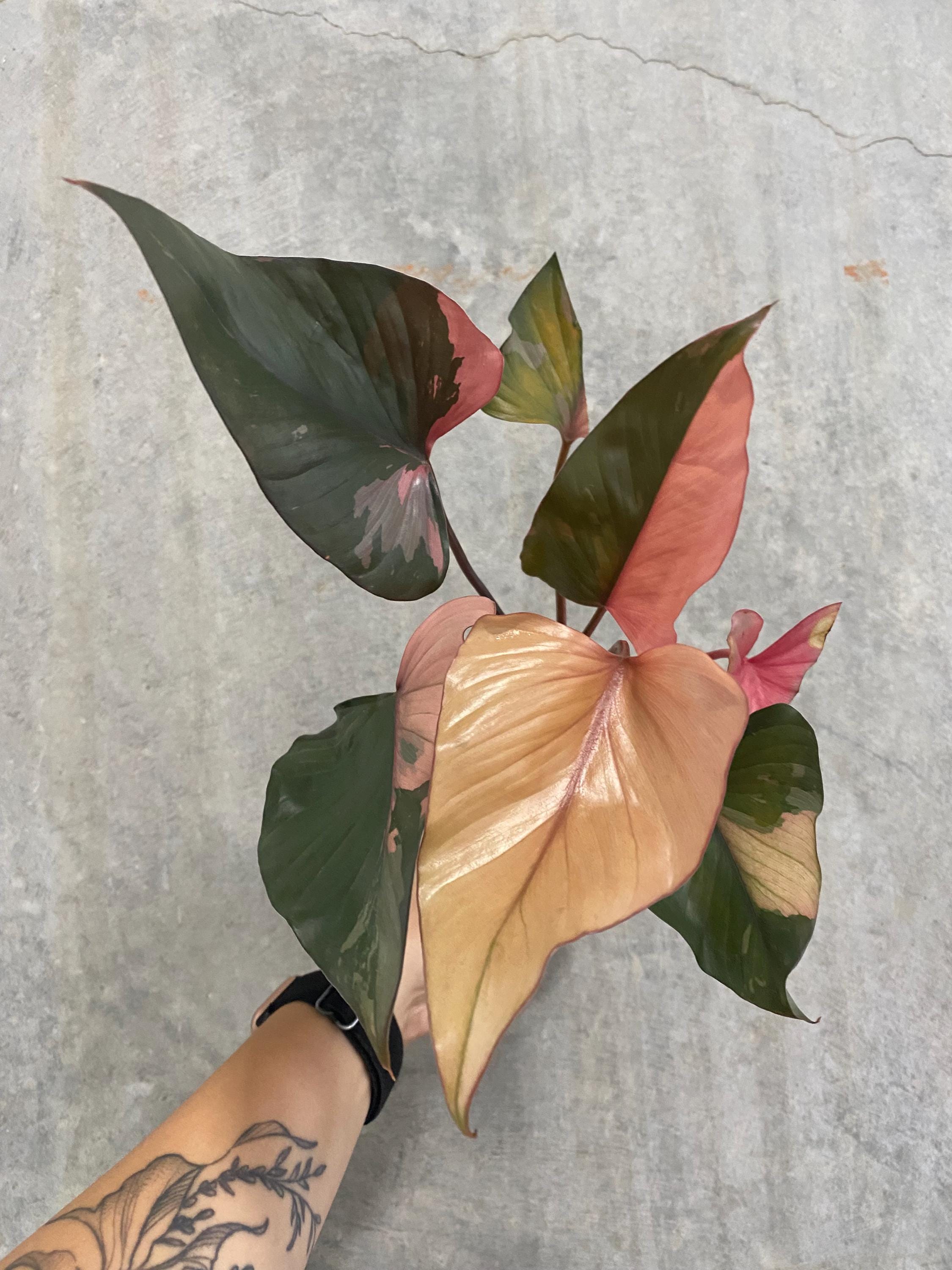 Homalomena 
