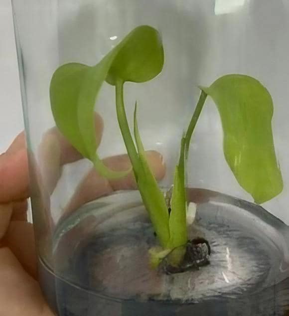 Monstera Deliciosa 
