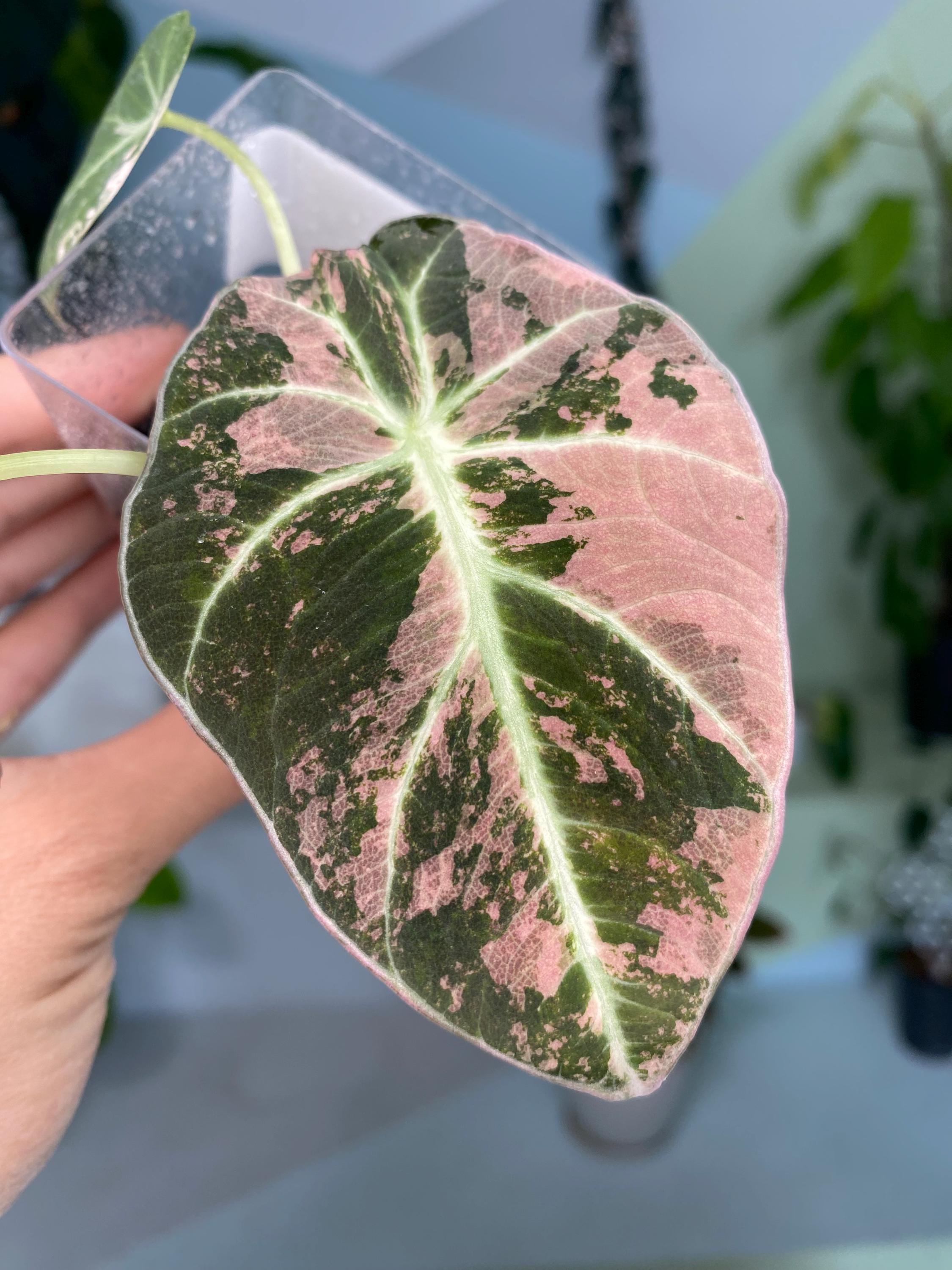 Alocasia Reginula 