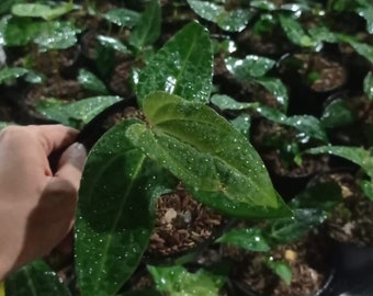 Anthurium papillilaminum × portillae Grower's Choice *In Stock*
