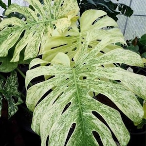 Mint Monstera Tissue Culture - Etsy
