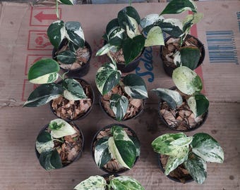 Scindapsus Treubii Dark Form Yellow Variegated / Aurea Variegated Scindapsus Treubii Dark Form Yellow Variegated / Aurea Variegated