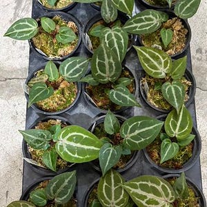 Anthurium 'Michelle' 3.0" *Preorder* afbeelding 5