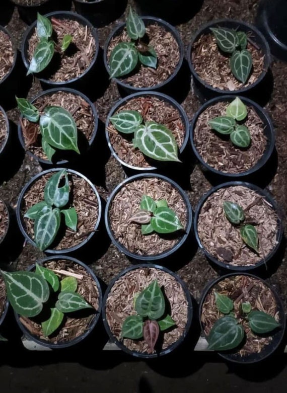 K*e様 アンスリウム King of Spades x Red Crystal た*き様 アンスリウム King of Spades x Red Crystal T*S様