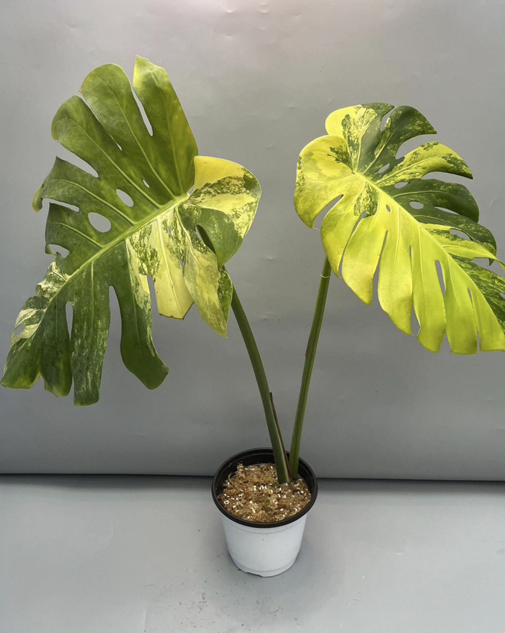『SALE』Monstera Yellow Marilyn(TC) 【4-4】 Monstera 