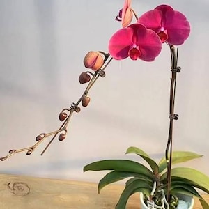 Phalaenopsis Rose Rouge 2.5" *Preorder* (7534P:G)