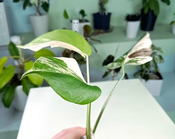 Monstera deliciosa Albo "Holland" variegated cutting (3:H2) [1476] | Rare Aroid | Exact Plant