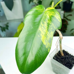 Philodendron Florida Beauty variegated 3:C5 1438 Rare Aroid Exact Plant image 2
