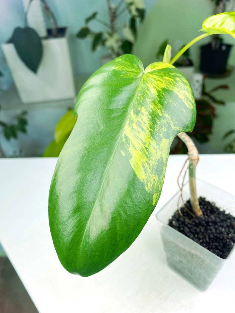 Philodendron Florida Beauty variegated 3:C5 1438 Rare Aroid Exact Plant image 2