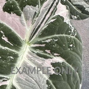 Alocasia reginula Black Velvet Pink variegated 3:A100 1410 Rare Aroid Exact Plant image 5