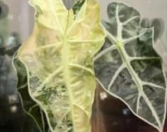 Alocasia "amazonica Polly Aurea" TC Plantlet Grower's Choice *in Stock* -  Etsy