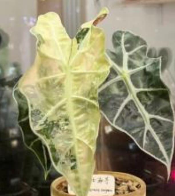 Variegata 'Polly' Alocasia TC Aurea Polly Alocasia その他観葉植物 Aurea Form Variegation Yellow – その他観葉植物