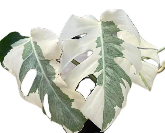 Monstera White Lava モンステラ ホワイトラヴァ 斑入り Monstera White Lava Ghost TC Plantlet *preorder* - Etsy