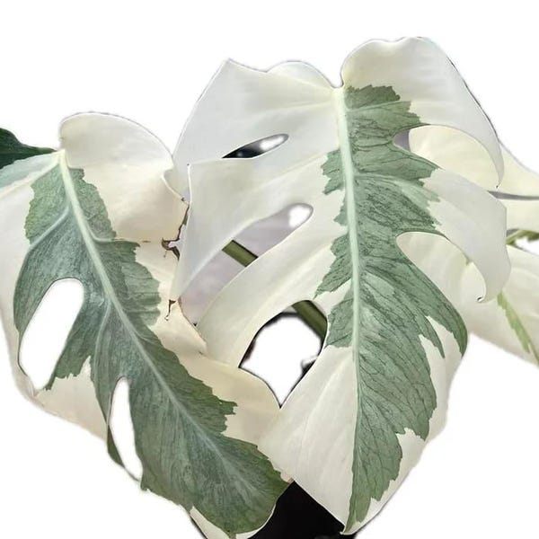 Monstera "White Lava" variegated *Preorder*