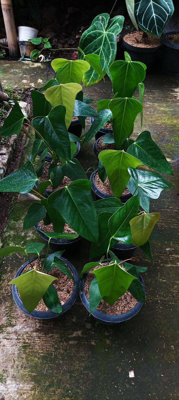 Anthurium Subsignatum - Etsy
