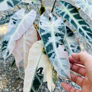 Alocasia "Bambino" "Pink Albo" variegated Grower's Choice *In Stock*