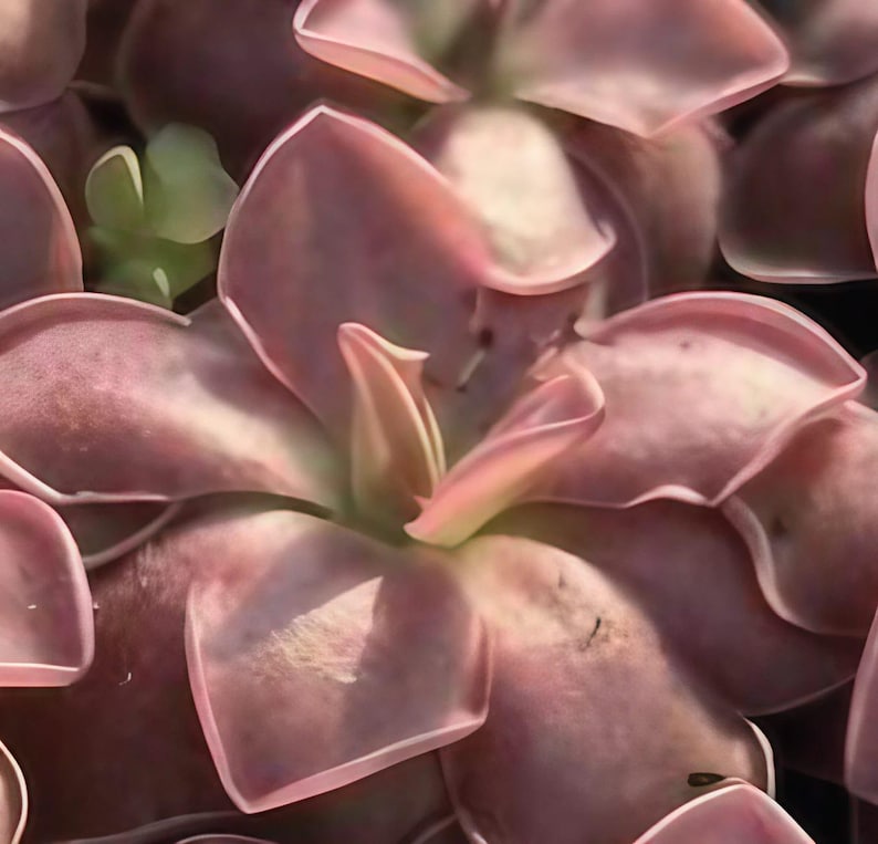 OrchidBoxInc Pinguicula Weser Plantlet