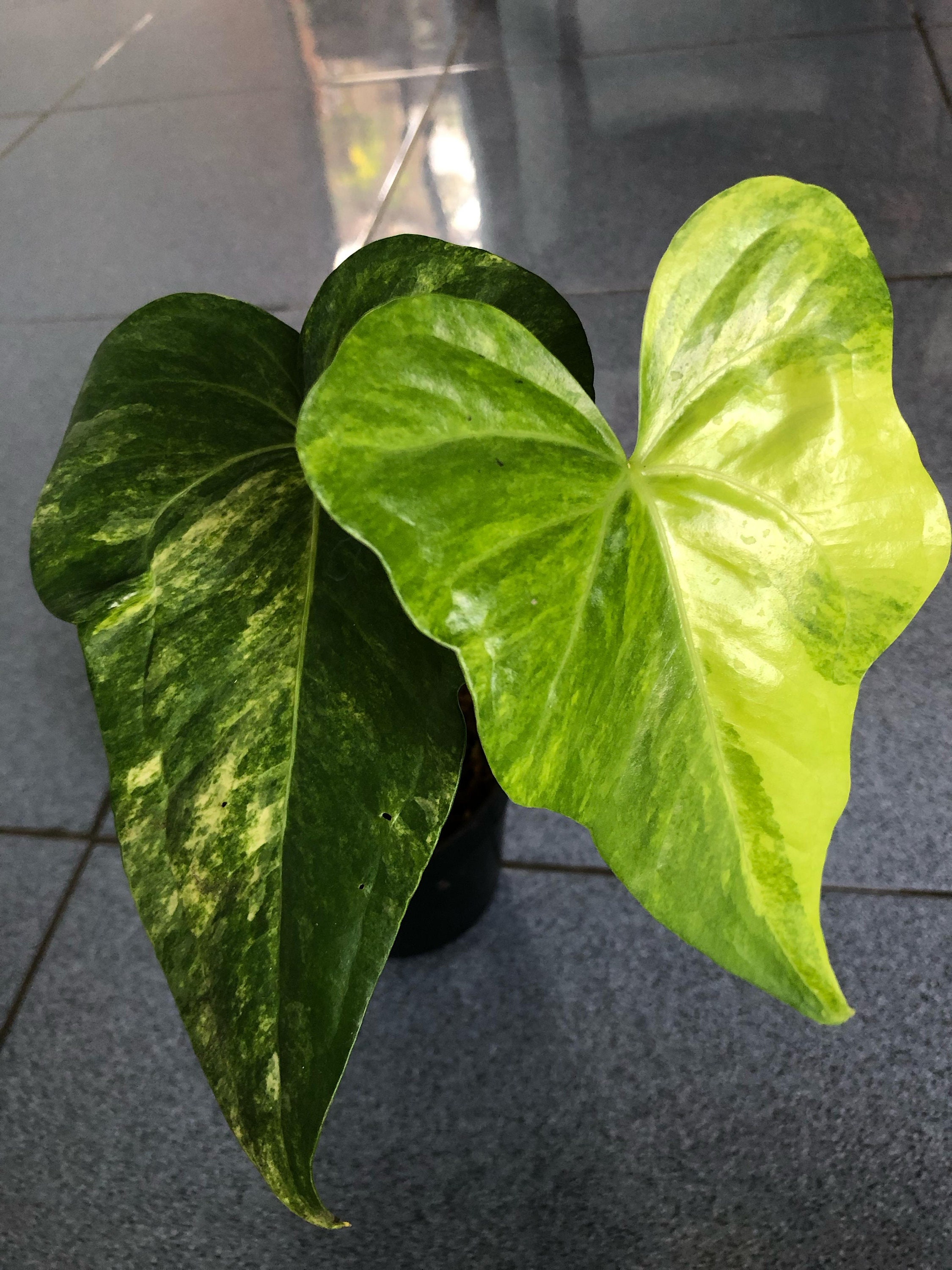 Anthurium pedatoradiatum variegated カット Anthurium Pedatoradiatum Variegated