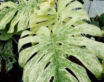 Monstera deliciosa "Mint" variegated TC Plantlet *Preorder*