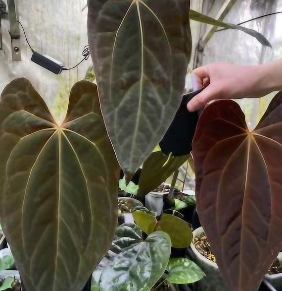 Anthurium Papillilaminum "x-one" TC Plantlet *preorder* - Etsy