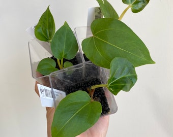 Anthurium 