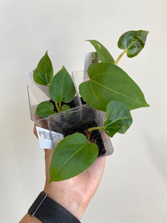 Anthurium 
