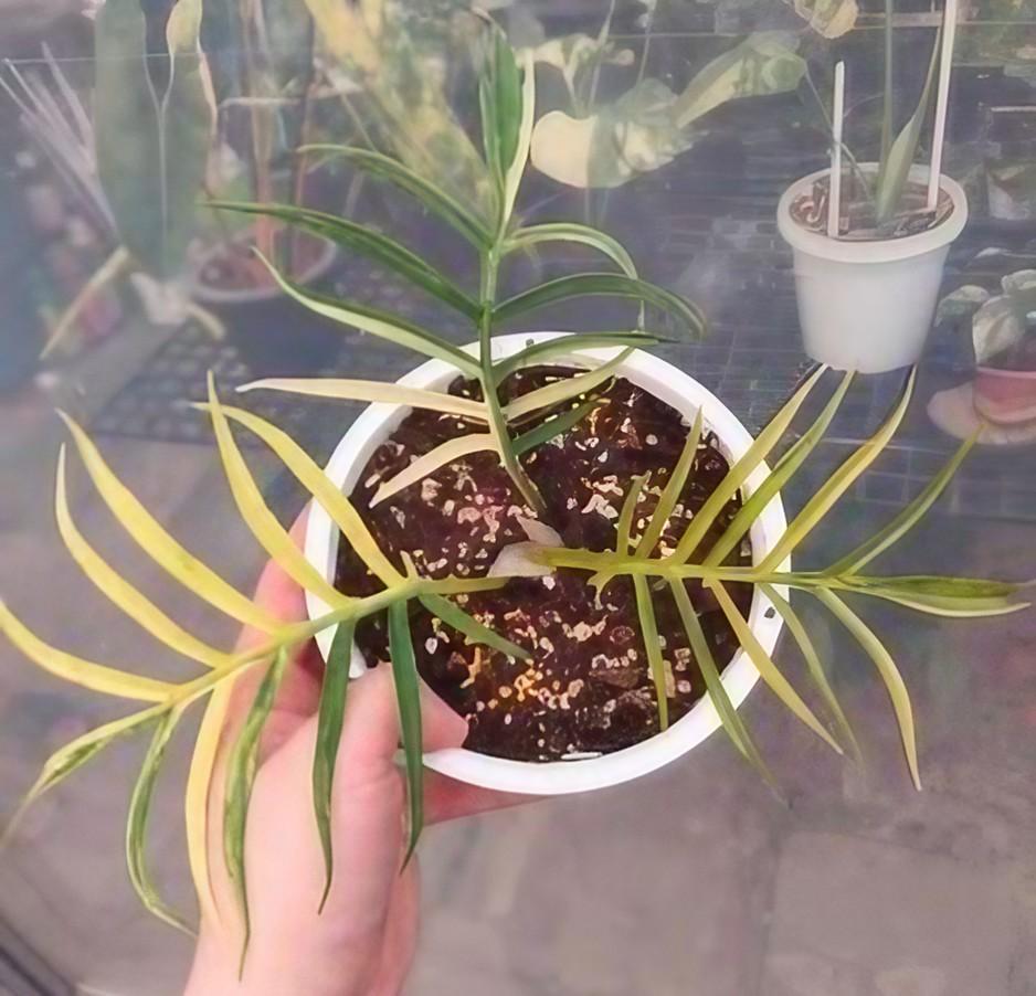 Philodendron tortum variegated TC Plantlet *Preorder* (6966P:2)