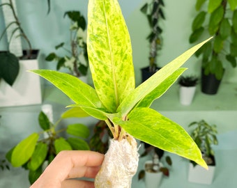 Anthurium hookeri Polkadot Mint (3:F10) [1475] | Rare Aroid | Exact Plant