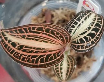 Anoectochilus siamensis &#39;White Center&#39; 1.7&quot; *Preorder* (6258P:G)