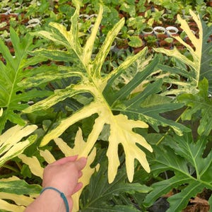 philodendron gloriosum big Explore Our Philodendron Gloriosum main image 1