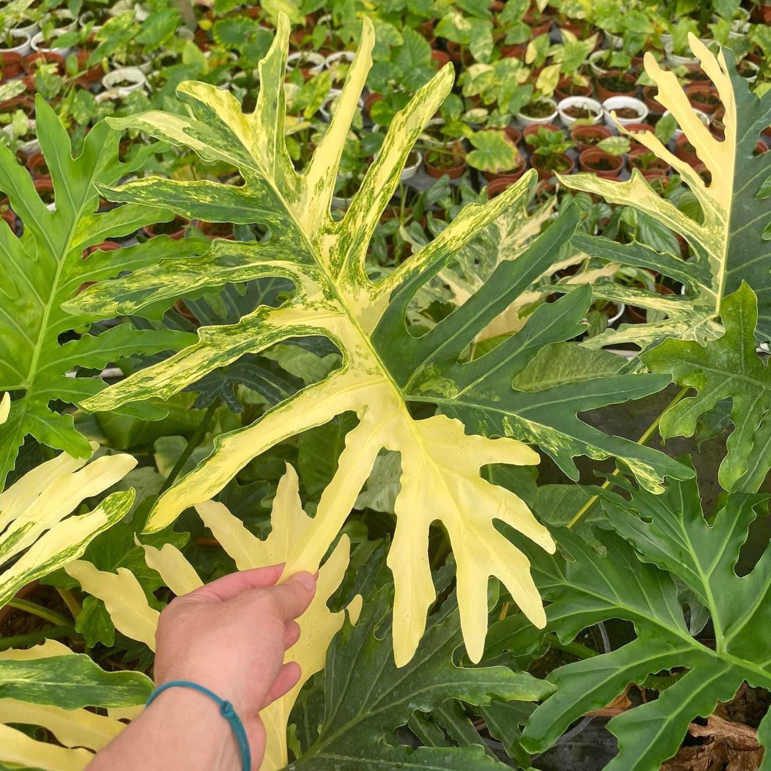 Thaumatophyllum bipinnatifidum "Selloum" variegated TC Plantlet Grower's Choice *Now In Stock* (6581P:3)