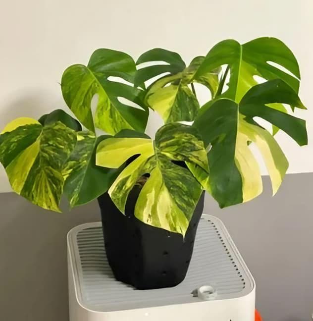 Monstera Aurea Lemon Lime - Etsy