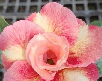 Adenium obesum 'Cupid' bareroot *Preorder* (3588P:3) | US-Based Seller