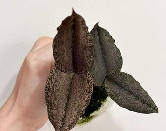 Oeceoclades roseovariegata × sib variegated 2.0" *Preorder*