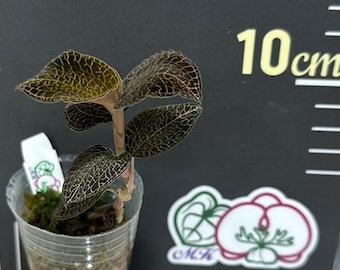Anoectochilus Roxburghii Variegated (jewel Orchid) - Etsy