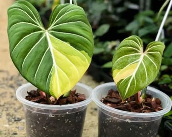 Philodendron Gloriosum Variegated TC Plantlet Grower's Choice *in