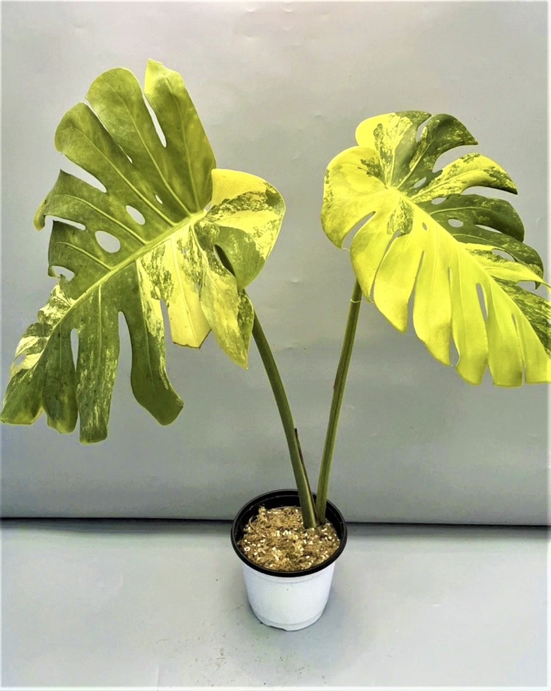 Monstera Yellow Marilyn variegated TC plantlet Preorder 5414P:2 US-Based Seller Rare Aroid image 2