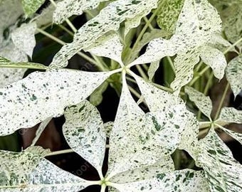 Pachira glabra &#39;Milky Way&#39; variegated 2.5&quot; unrooted stick *Preorder* (3486P:G)