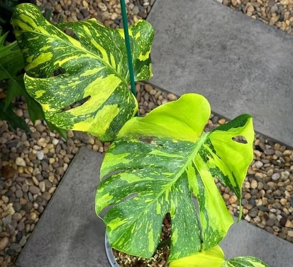 Monstera Electrolyte TC モンステラ エレクトロライト Monstera Deliciosa 