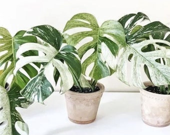 Monstera deliciosa "Mint" variegated premium TC Plantlet *Preorder* (3317P:2) | US-Based Seller | Rare Aroid