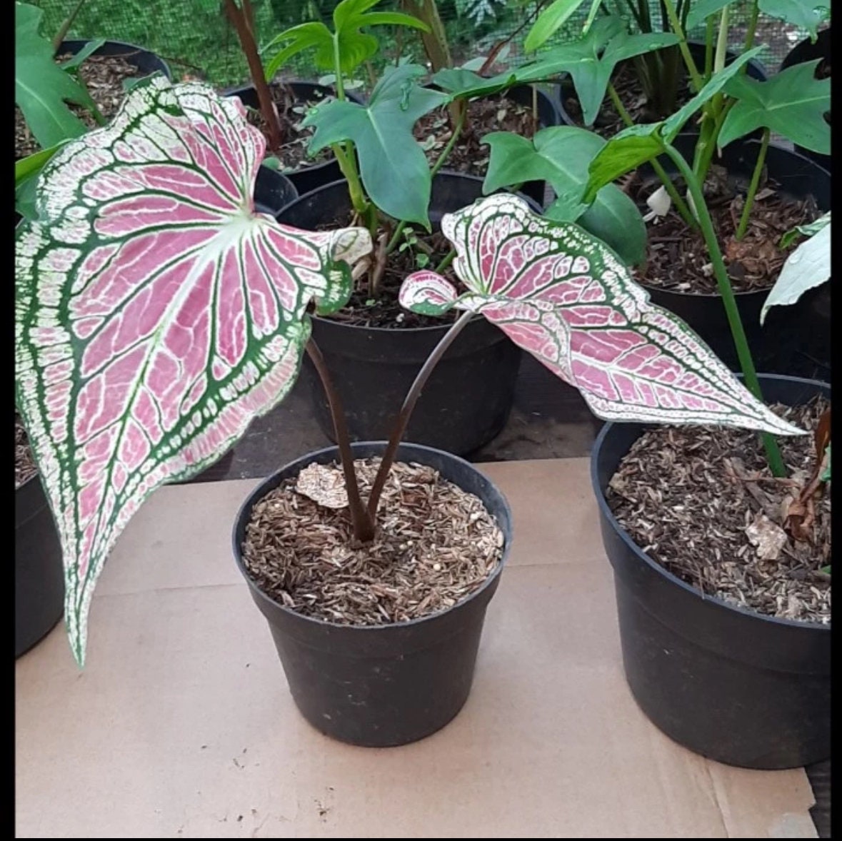 Caladium “Wayang Bicolor” *Preorder* (6425P:G)