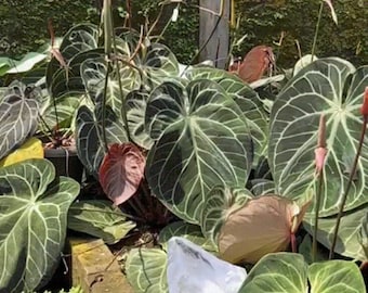 Anthurium &quot;King of Spades&quot; Mr. Hu / Haji Ulih seedling *Preorder* (3836P:3)