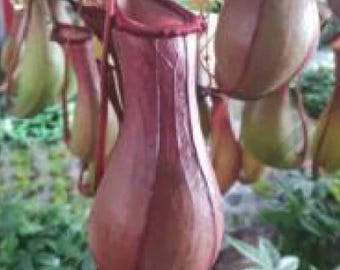 Nepenthes × "Ventrata" TC Plantlet Grower's Choice *In Stock*