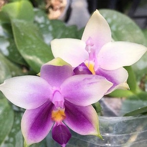 Phalaenopsis Samera var. blue sib 2.5 Grower's Choice Now In Stock 5929P:3 Rare Orchid image 4