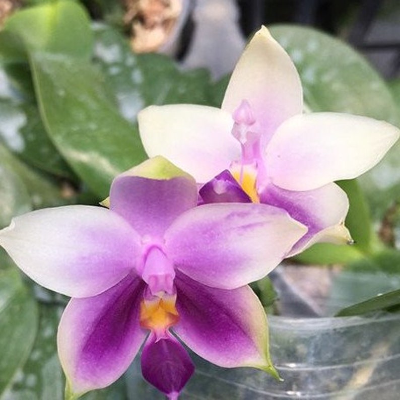 Phalaenopsis Samera var. blue sib 2.5 Grower's Choice Now In Stock 5929P:3 Rare Orchid image 4