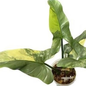 göttinger mischung saatgut Bio-Saatgut-Set: 20 Lieblingssorten von Melli aus dem Garten – Heirbloom main image 1