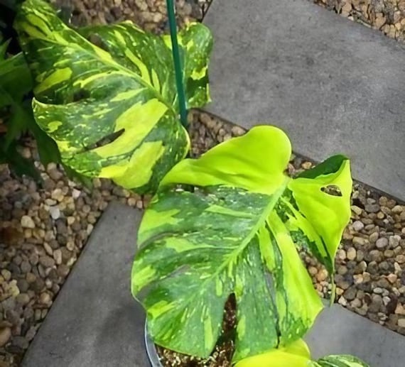 Monstera Deliciosa 